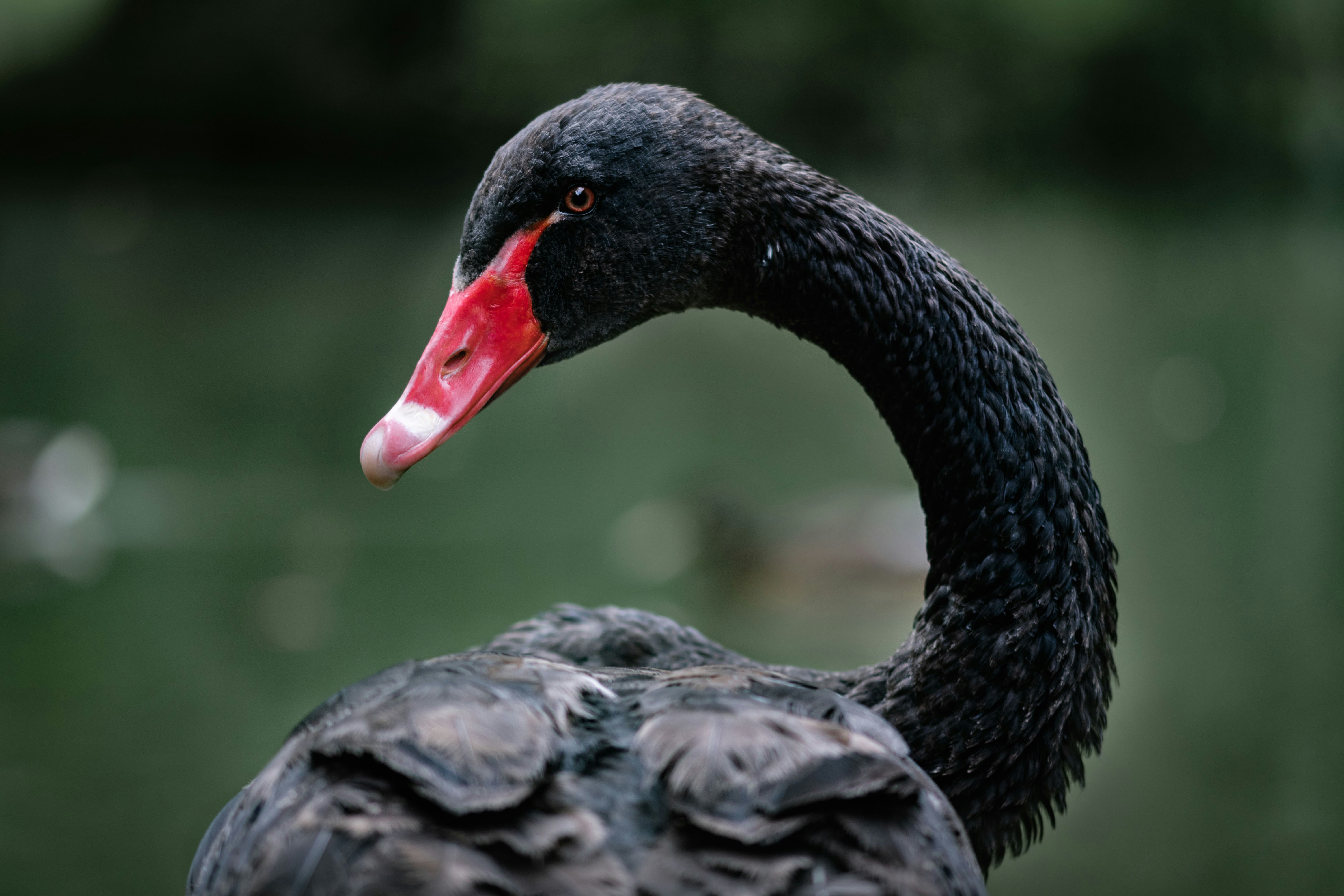 black and grey duck